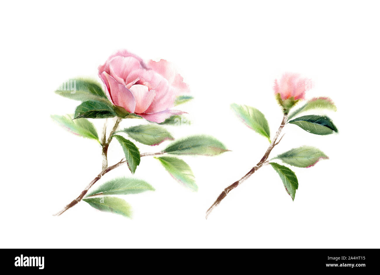 Camellia des branches d'arbre avec de grandes fleurs roses, feuilles et bourgeons. L'aquarelle à la main ensemble illustration isolé sur blanc pour la conception de la papeterie de mariage Banque D'Images