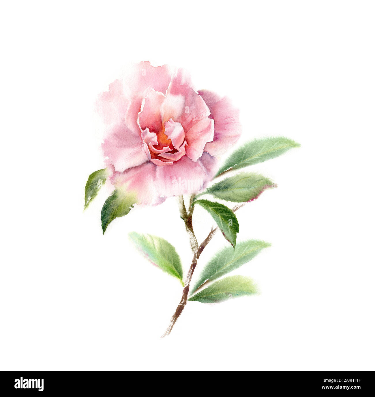 Big Pink Camellia aquarelle fleur sur une branche d'arbre. La main floral illustration isolé sur blanc pour la papeterie de mariage conception, impression carte Banque D'Images