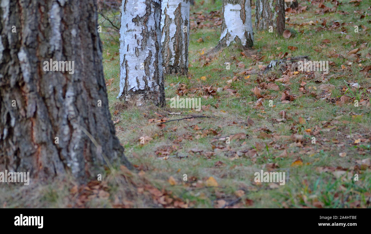 Silver Birch alley au début de l'automne, le bouleau blanc, Betula pendula Banque D'Images
