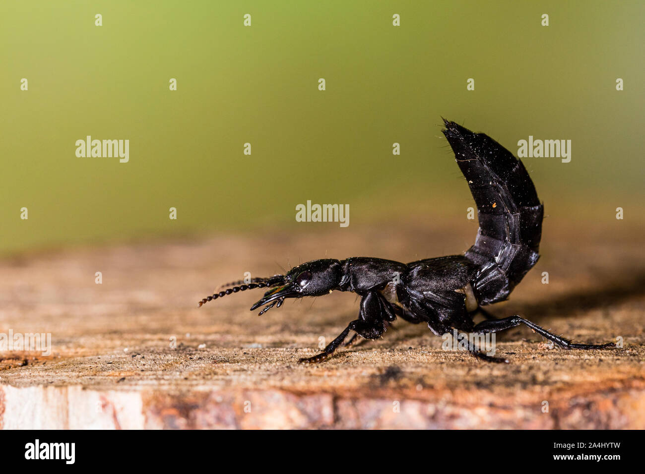 Un entraîneur du Diable-horse ponderosa Banque D'Images