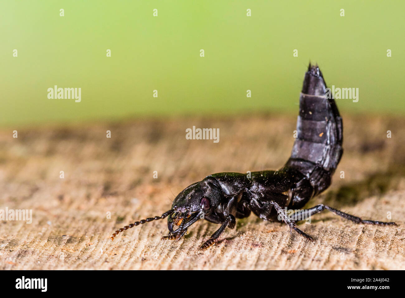 Un entraîneur du Diable-horse ponderosa Banque D'Images