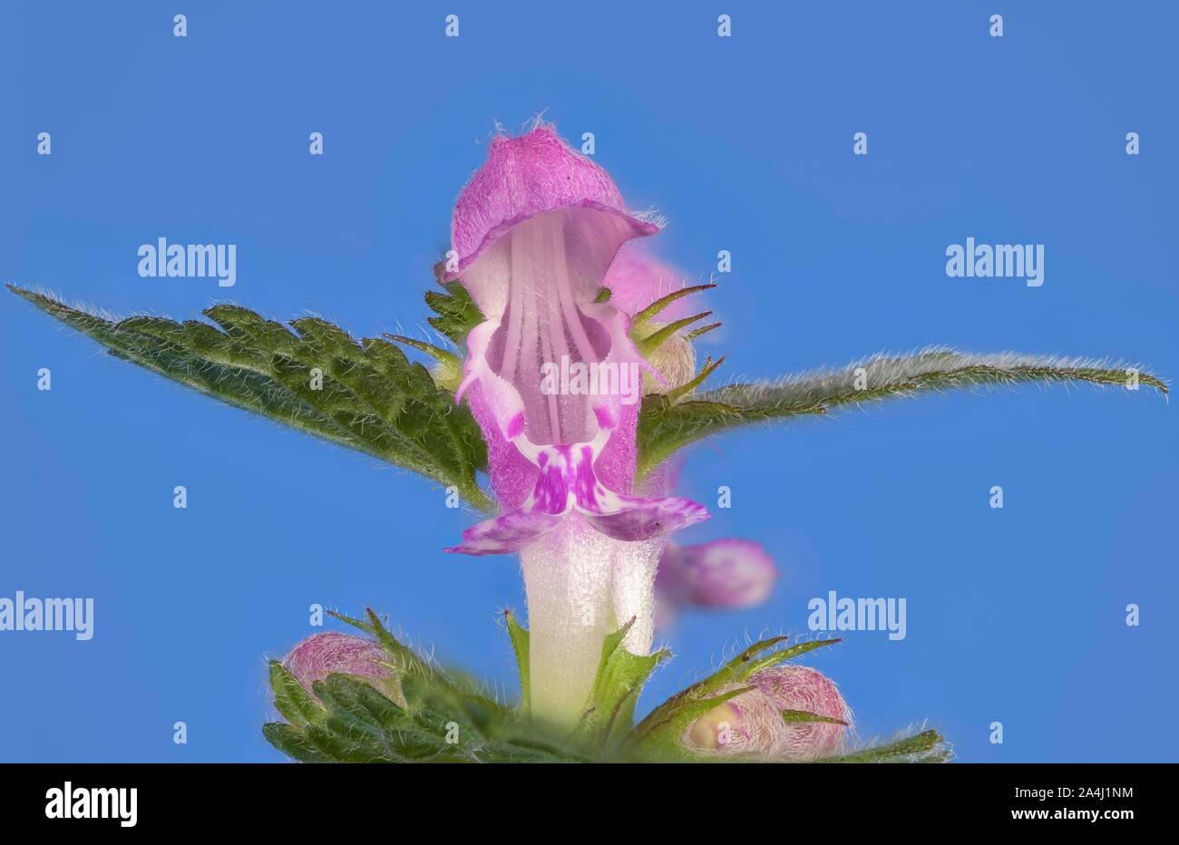 Repéré deadnettle (Lamium maculatum) sur un fond bleu, Autriche Banque D'Images