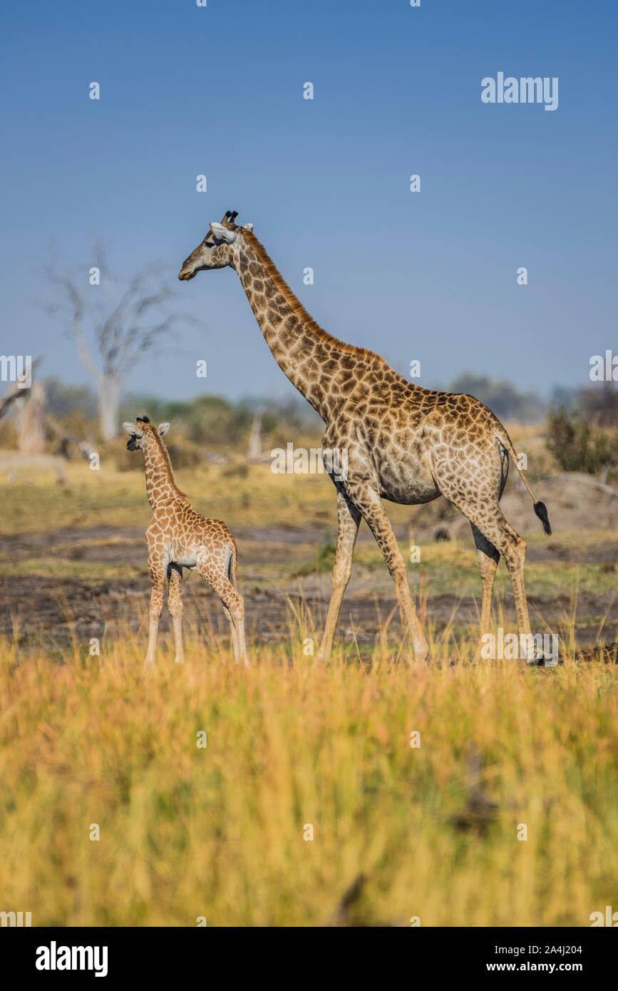Les Girafes angolais (Giraffa camelopardalis angolensis), d'un barrage avec les jeunes, Moremi, Ngamiland, Botswana Banque D'Images