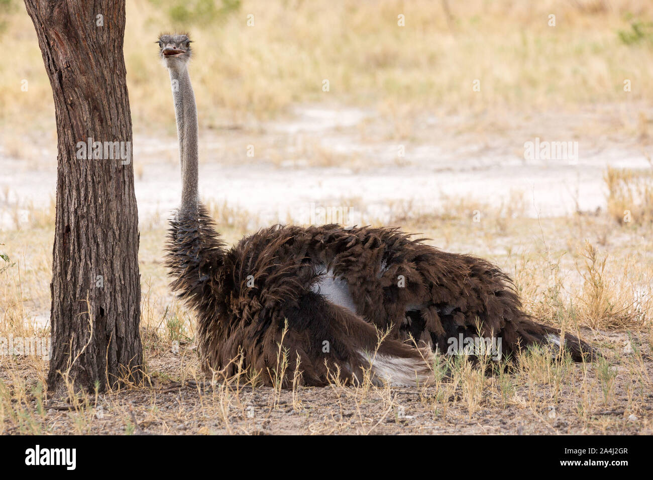 Autruche femelle réside dans l'ombre d'un arbre, Etosha, Namibie, Afrique Banque D'Images