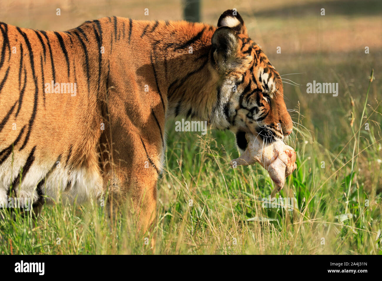Un tigre du Bengale (Panthera tigris tigris) manger du poulet dans le parc du Lion Drakenstein, Klapmuts, Cape Winelands, Afrique du Sud. Banque D'Images