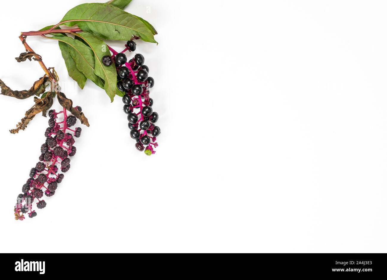 Les baies du phytolaque (pokeweed) à l'automne sur une surface blanche Banque D'Images