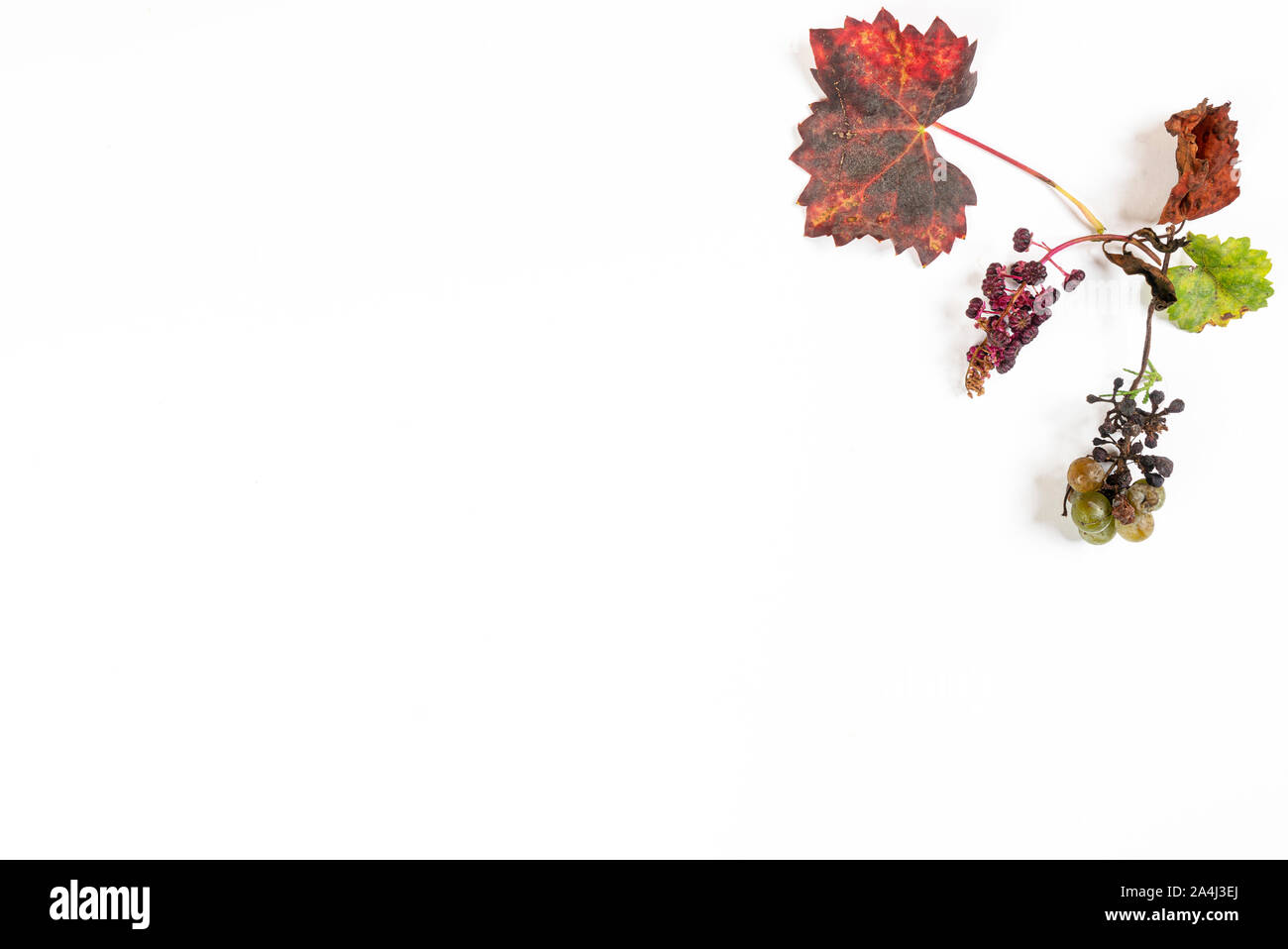 Une brindille avec un tas de raisins pourris à l'automne sur une surface blanche Banque D'Images