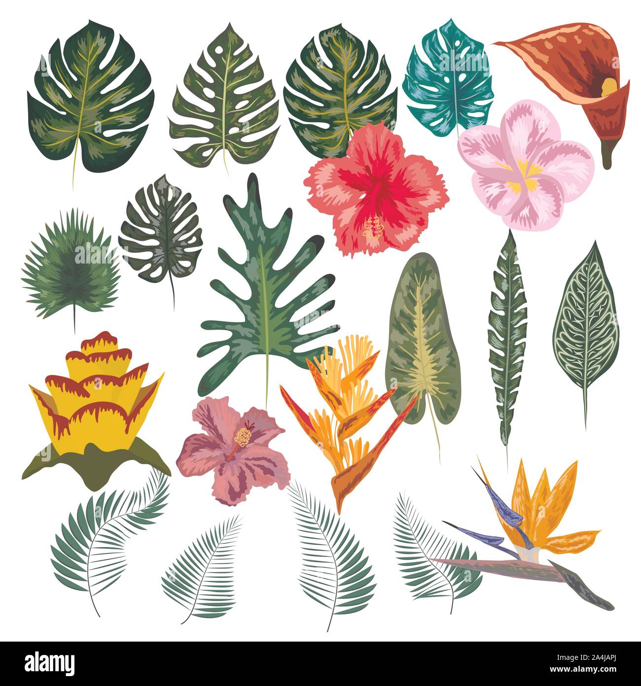 Collection tropical avec des fleurs exotiques et des feuilles. Concevoir des éléments isolés sur le fond blanc Illustration de Vecteur