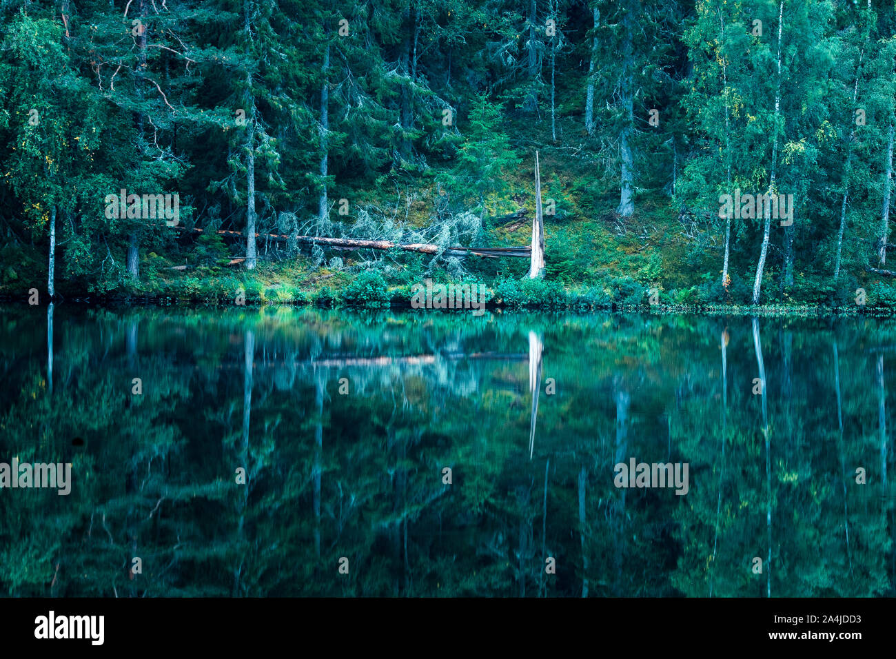 Automne en suède lac avec arbres et réflexion Banque D'Images