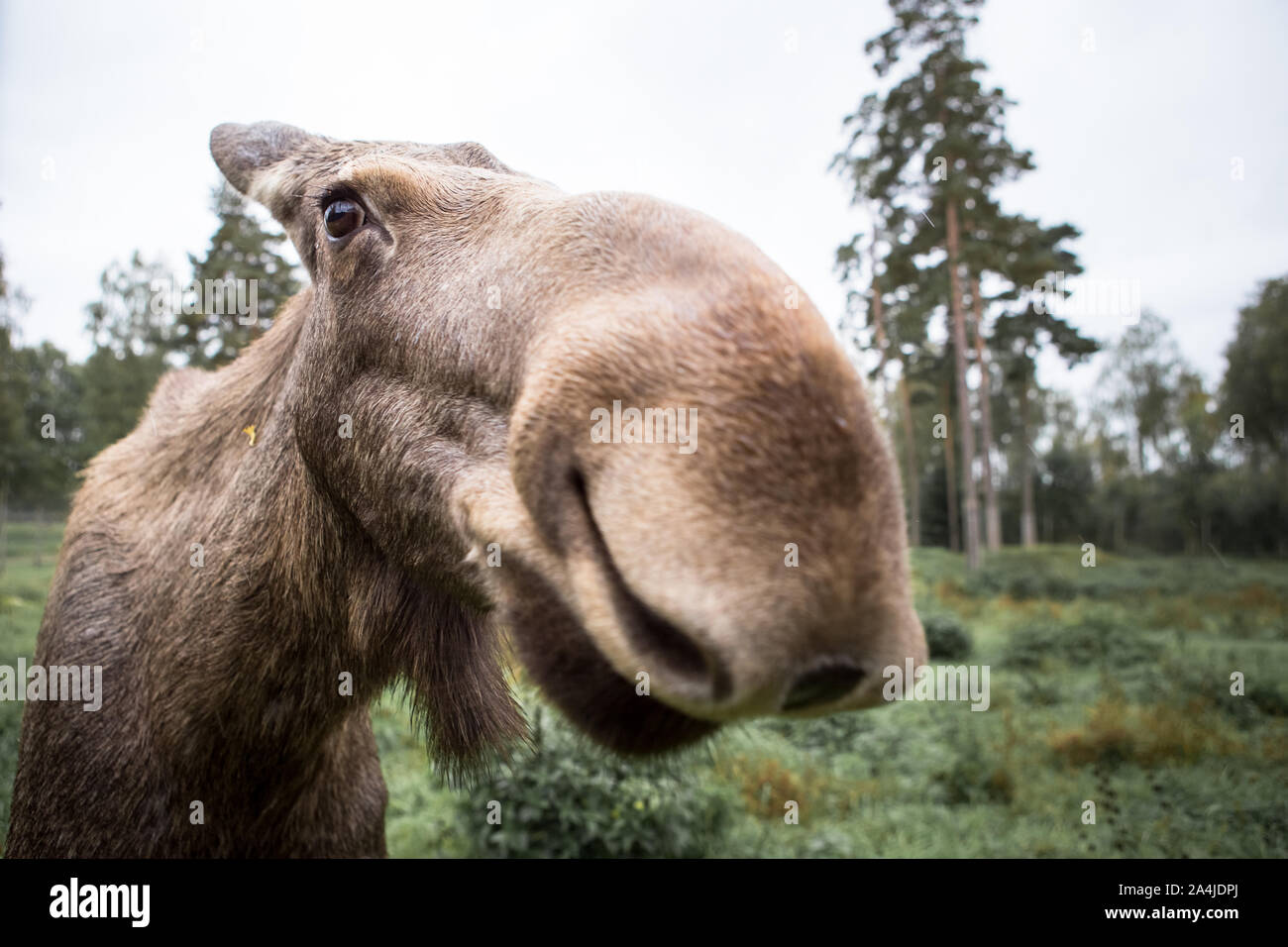 Close up Elk nez en Suède Banque D'Images