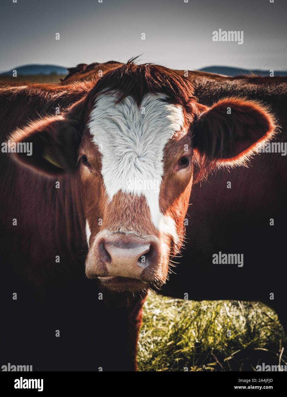 Portrait de brwon vache avec la face blanche en Ecosse Banque D'Images