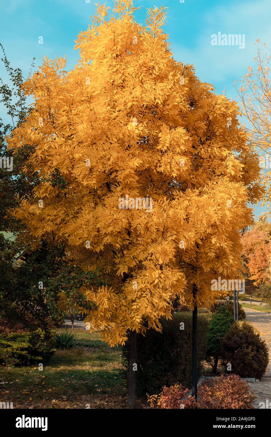 Arbres du parc en automne avec les feuilles colorées. Octobre journée ensoleillée. Concept de l'automne, saison des récoltes. Modèle de conception. Banque D'Images