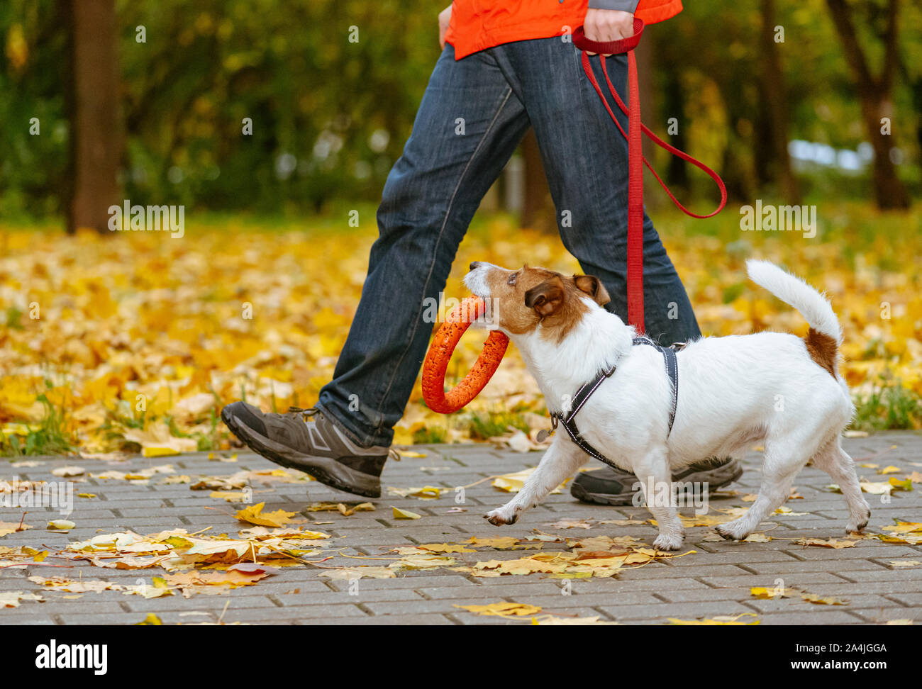 Promenade de chiens en laisse dans le parc automne holding orange jouet en bouche Banque D'Images