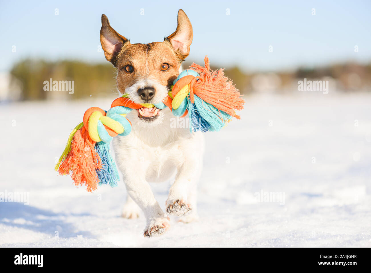 Heureux chien adorable lit jouet corde d'exécution sur la neige en hiver au chaud jour Banque D'Images