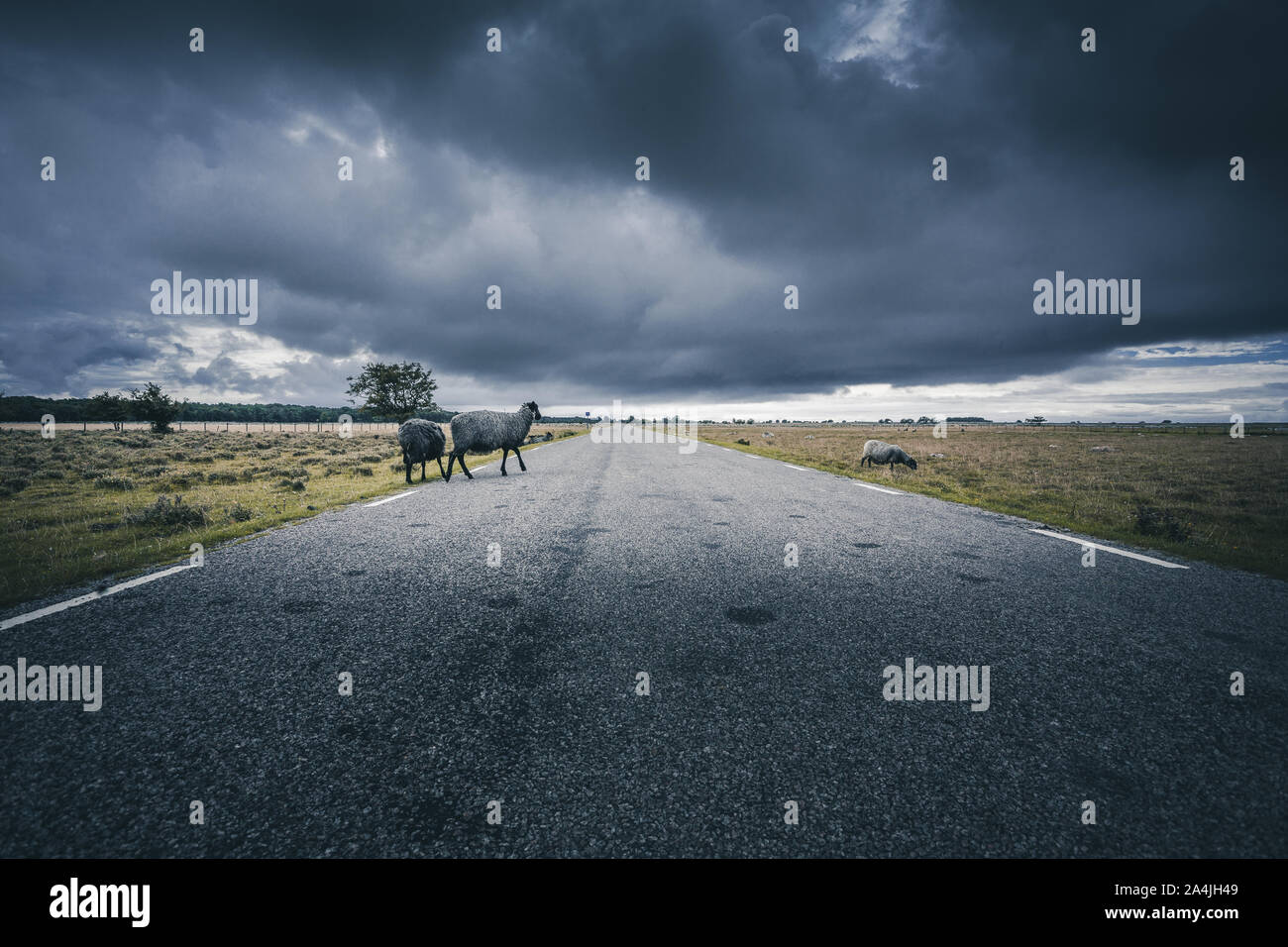 Les moutons qui traversent la route avec orage en arrière-plan Banque D'Images