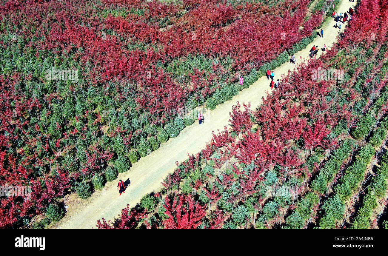 Dalian. 15 Oct, 2019. Photo aérienne prise le 15 octobre 2019 présente le décor de feuilles d'érable rouge dans Zhangdang Ville de Dalian City, Liaoning Province du nord-est de la Chine. Crédit : Yang Qing/Xinhua/Alamy Live News Banque D'Images