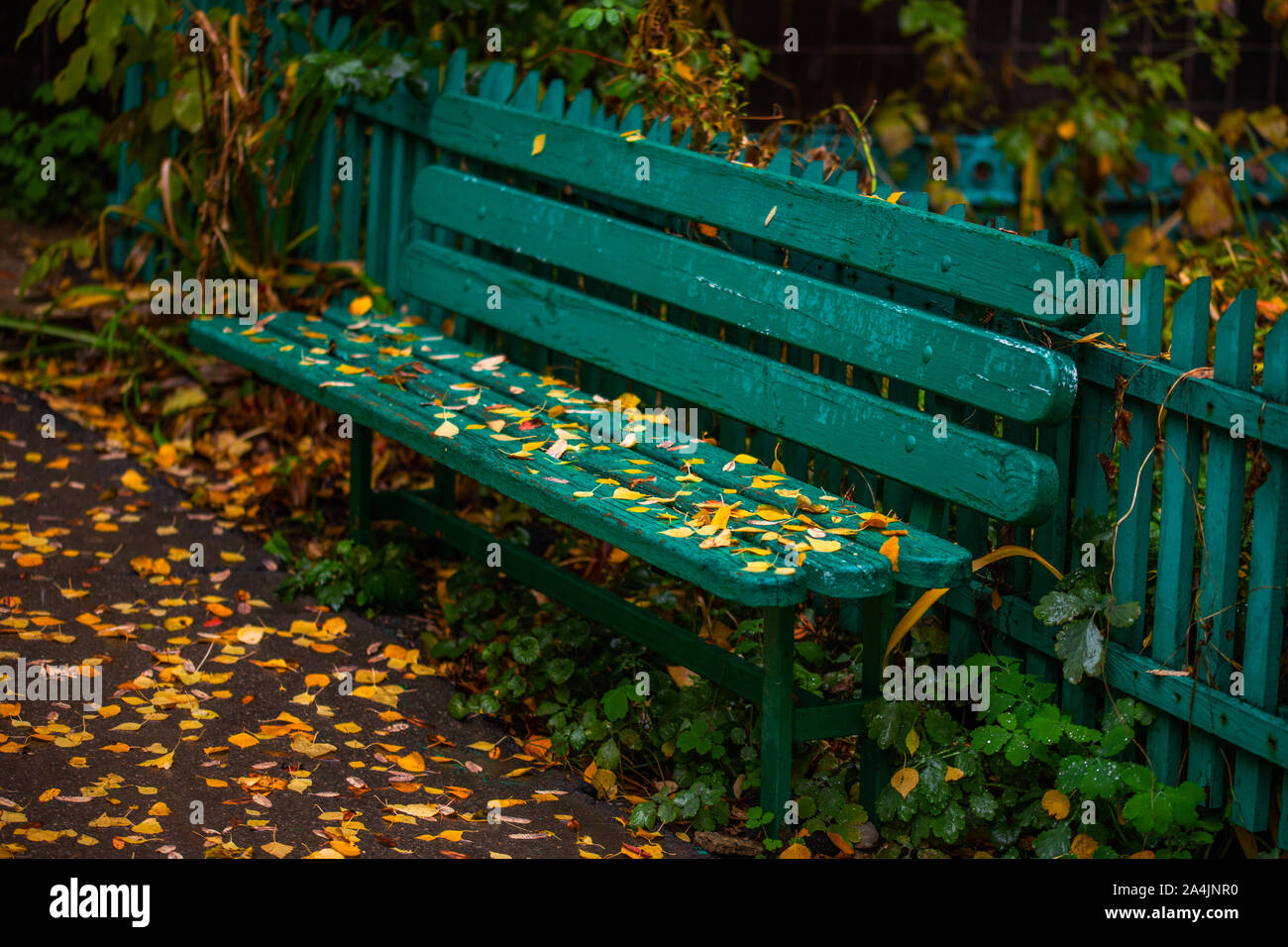 Automne vert menthe banc avec feuilles de bouleau jaune au soir. Banque D'Images