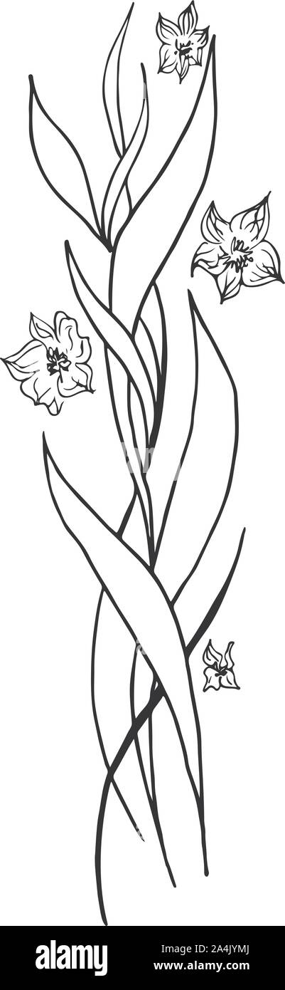 Dessinés à la main, gravée abstract orchid. Fleurs rétro contour main orchidée, grande conception pour tout usage. Contours vecteur. Arrière-plan de la nature. Scieries de pla Illustration de Vecteur