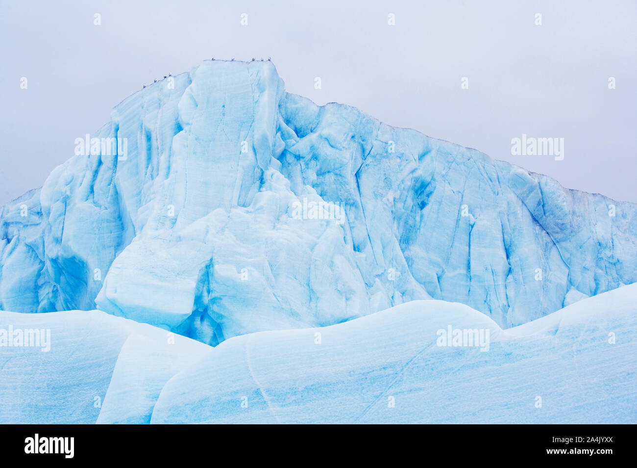 Les glaces à la dérive. La glace flottante. La glace de mer. Oiseaux Mouette tridactyle (Rissa tridactylal) sur le dessus. Le Spitzberg (Svalbard). Banque D'Images