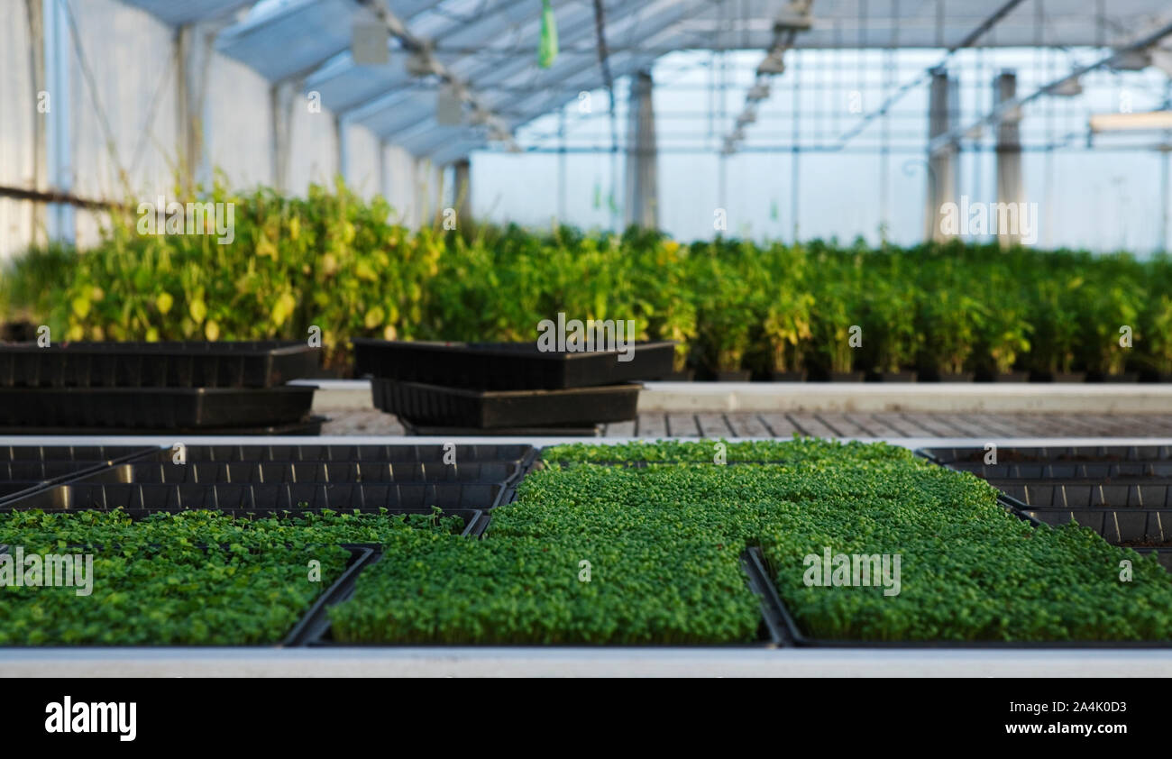 Herbes en pots en serre en Suède Banque D'Images