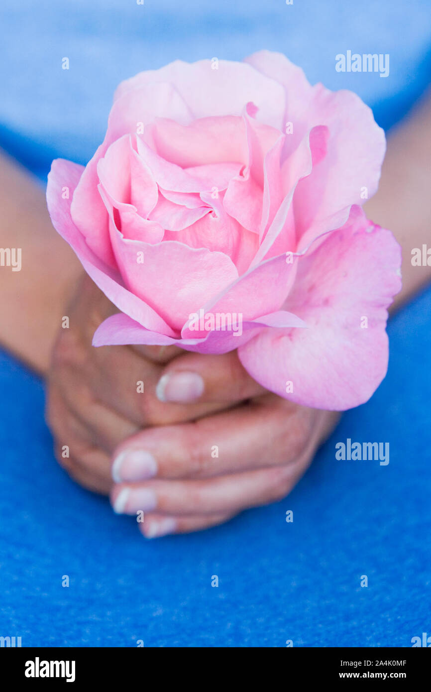 Woman holding rose rose Banque D'Images