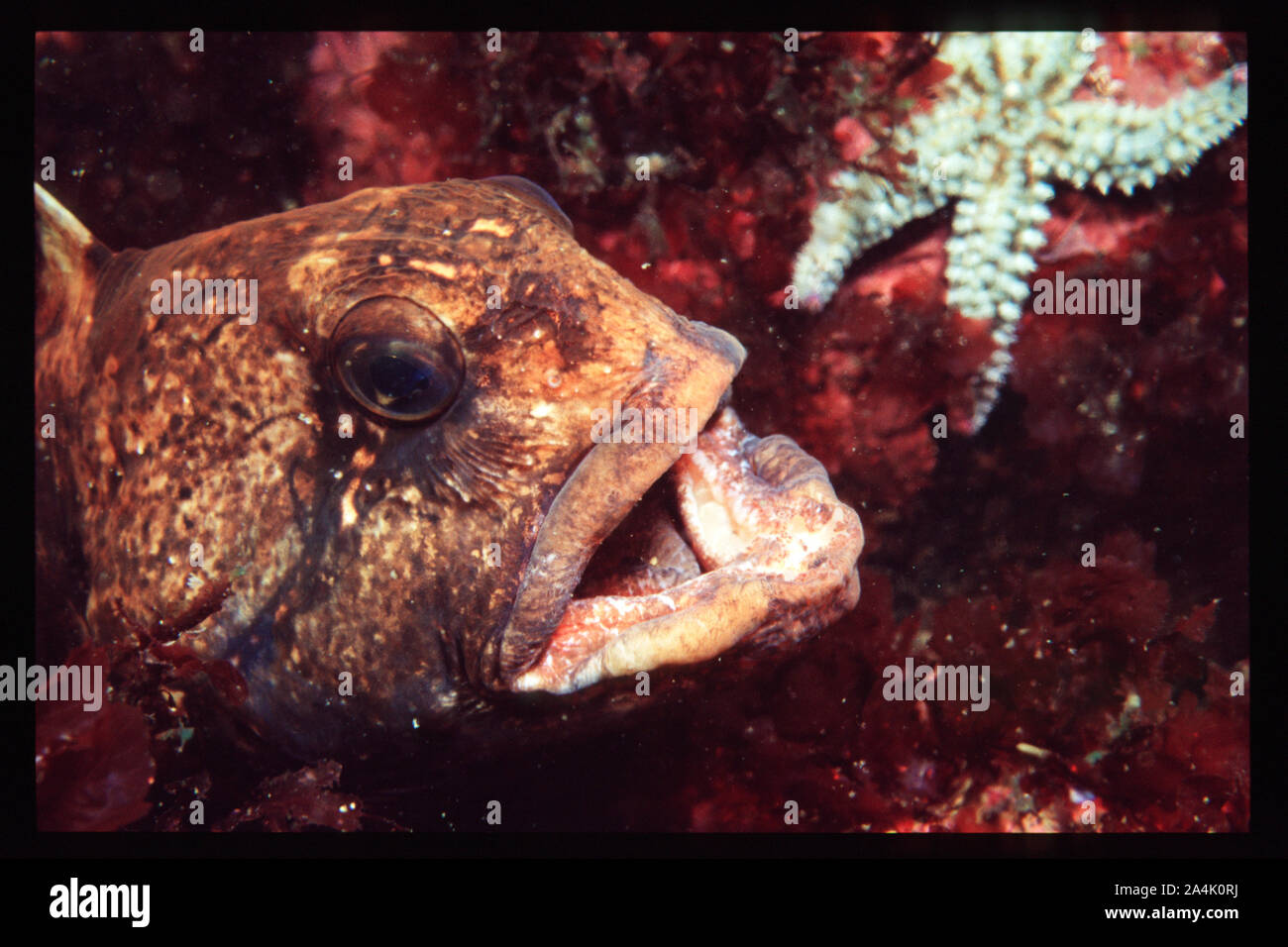 Les jeunes - poisson-chat de l'Atlantique Anarhichas lupus - Gråsteinbit Banque D'Images