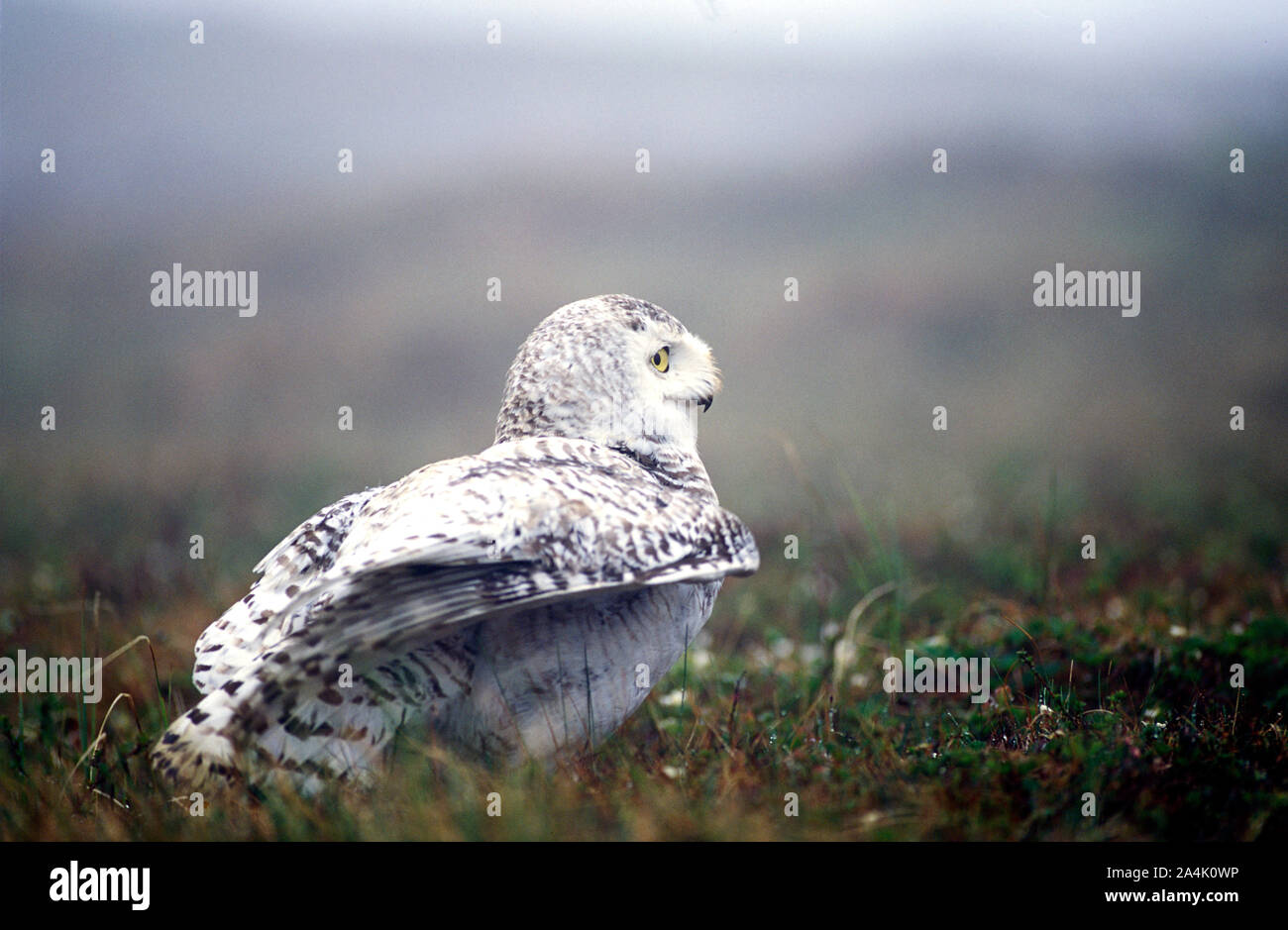 Snøugle (Nyctea scandiaca) Banque D'Images