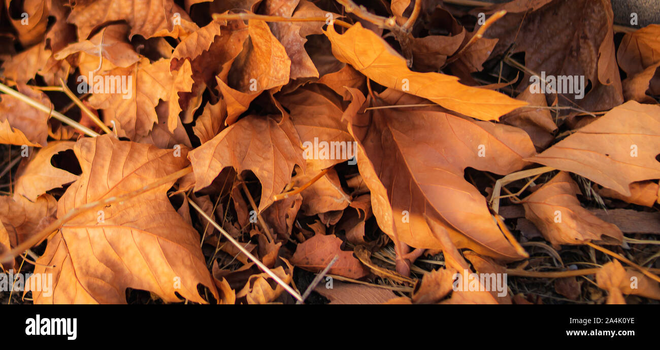 Une pile de feuilles sèches sur le sol d'un après-midi d'automne Banque D'Images