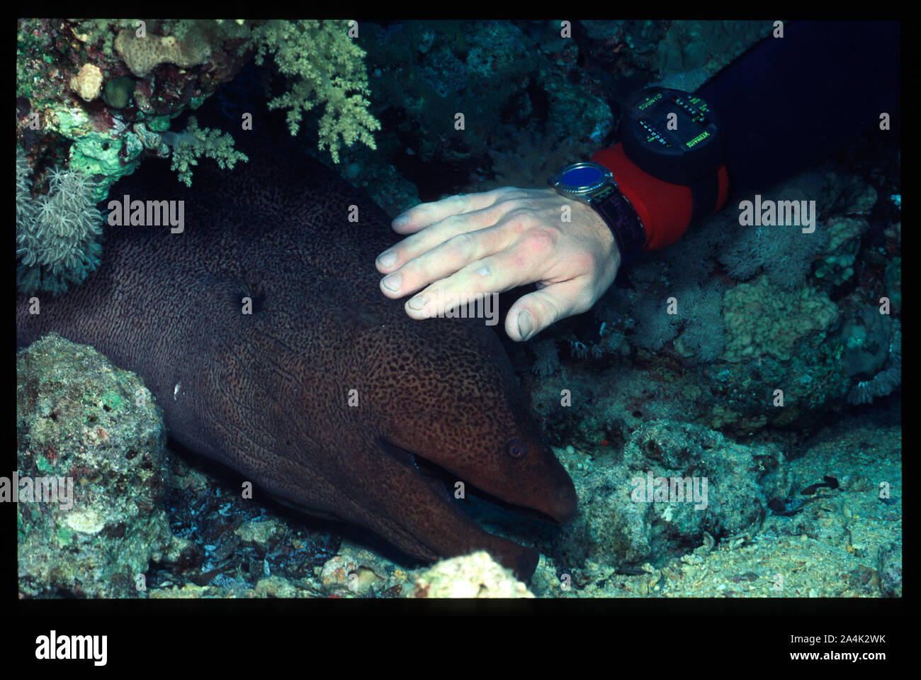 Un plongeur touche une murène dans la barrière de corail. Banque D'Images