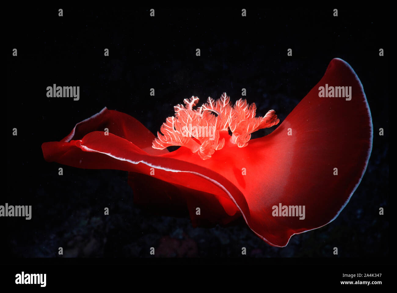 Danseuse espagnole le nakensnegl største, mer Rouge, Sharm-el-Cheikh, Egypte Banque D'Images