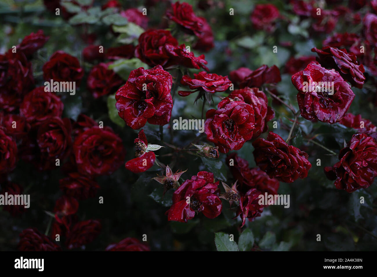 Flétrissement dark Blood red roses dans le jardin d'automne sous la pluie. Les flux de l'eau les pétales. Gouttes de pluie comme des cristaux. Moody romantique discrète, phot Banque D'Images
