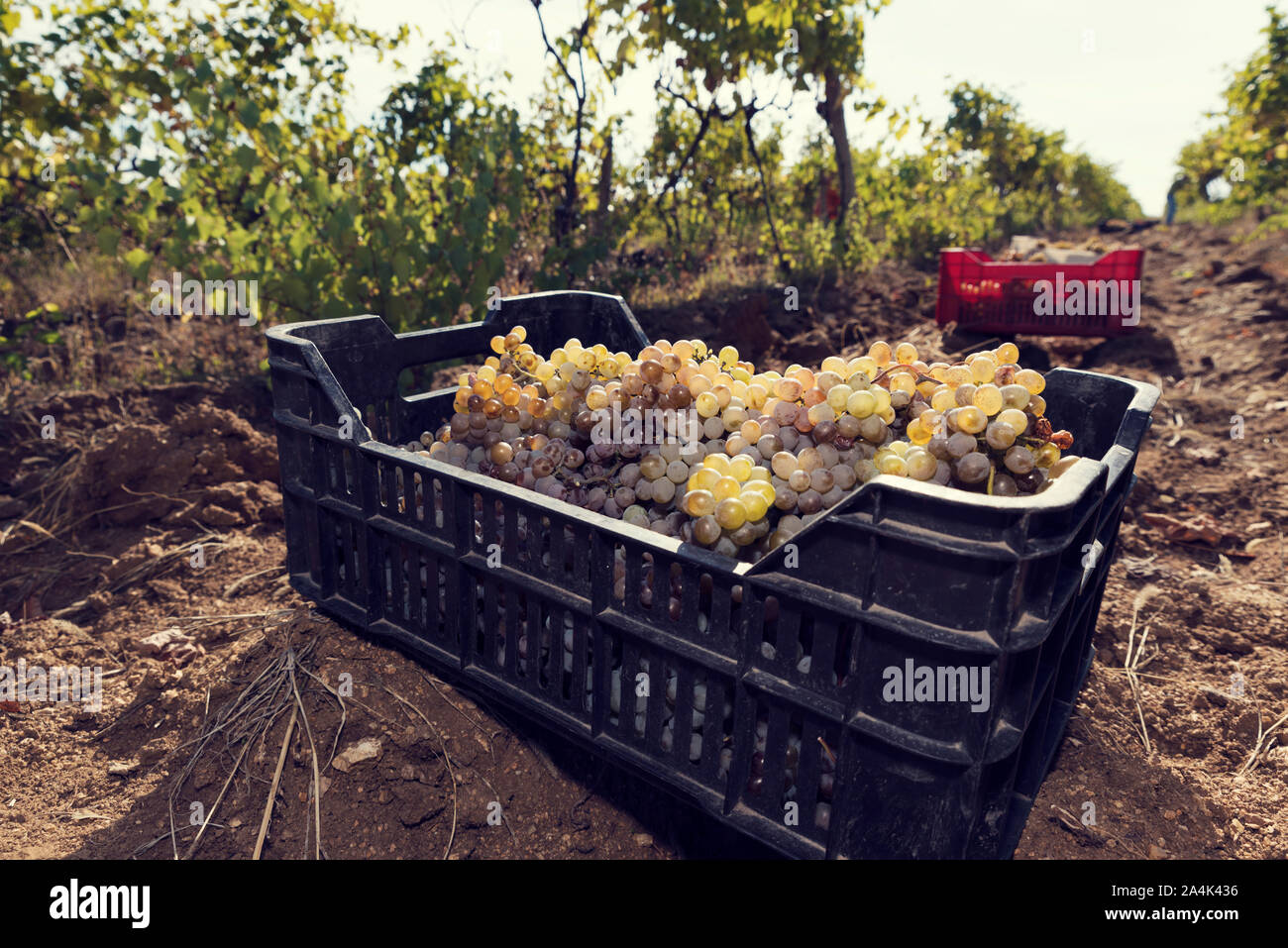 Caisses en plastique rempli de raisins sur le terrain dans un vignoble rangée. Selective focus Banque D'Images