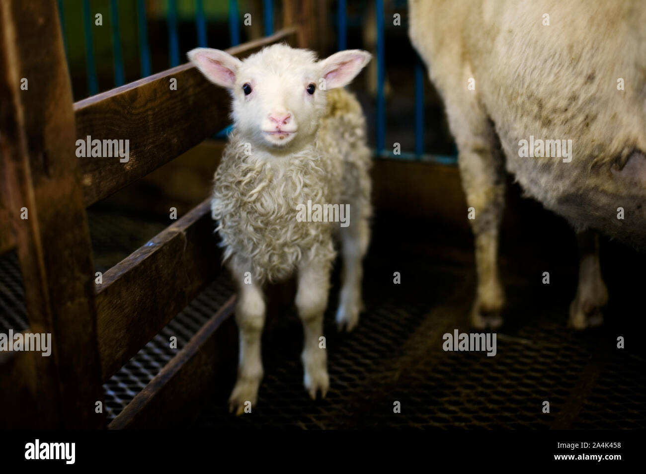 Moutons en Norvège Banque D'Images