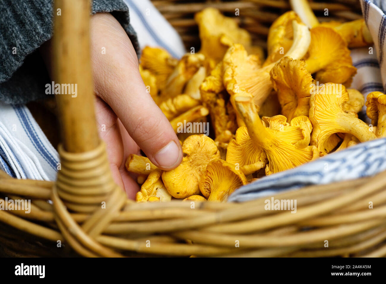 Les chanterelles dans une main Banque D'Images