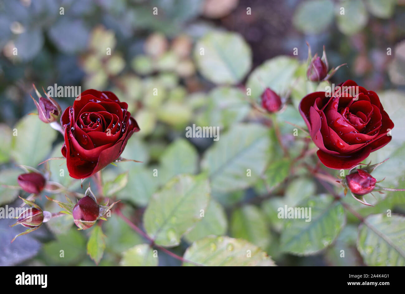 Close up de belles roses rouges sang dans le jardin. Gouttes de pluie comme cristaux sur les pétales. Photo de fond romantique dans de douces couleurs pastel. Weddin Banque D'Images