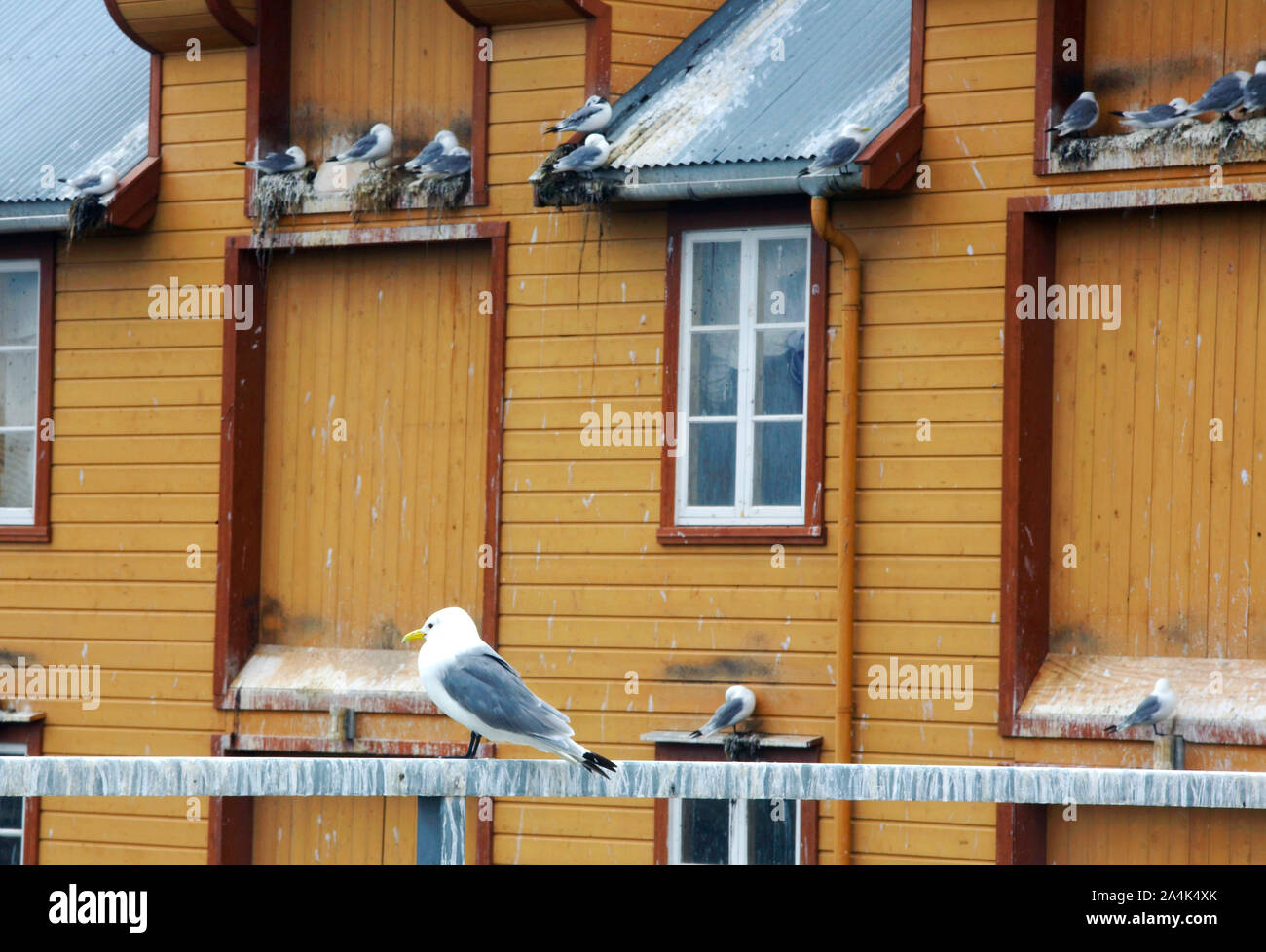 Les Mouettes - conditions de vie Banque D'Images