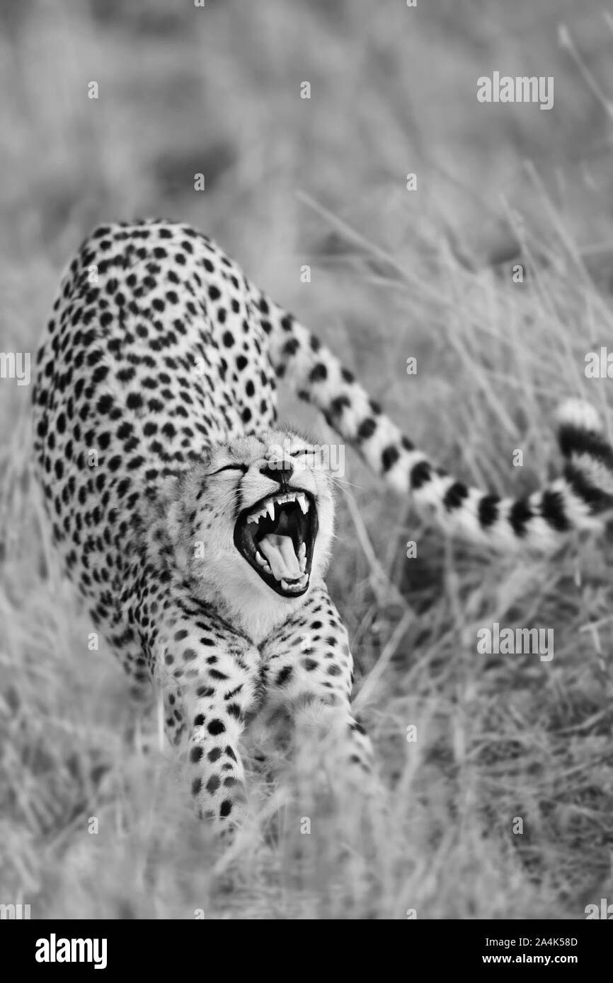 Guépard. Hunting Leopard. Le Masai Mara, Kenya, Afrique. Prédateur. Banque D'Images
