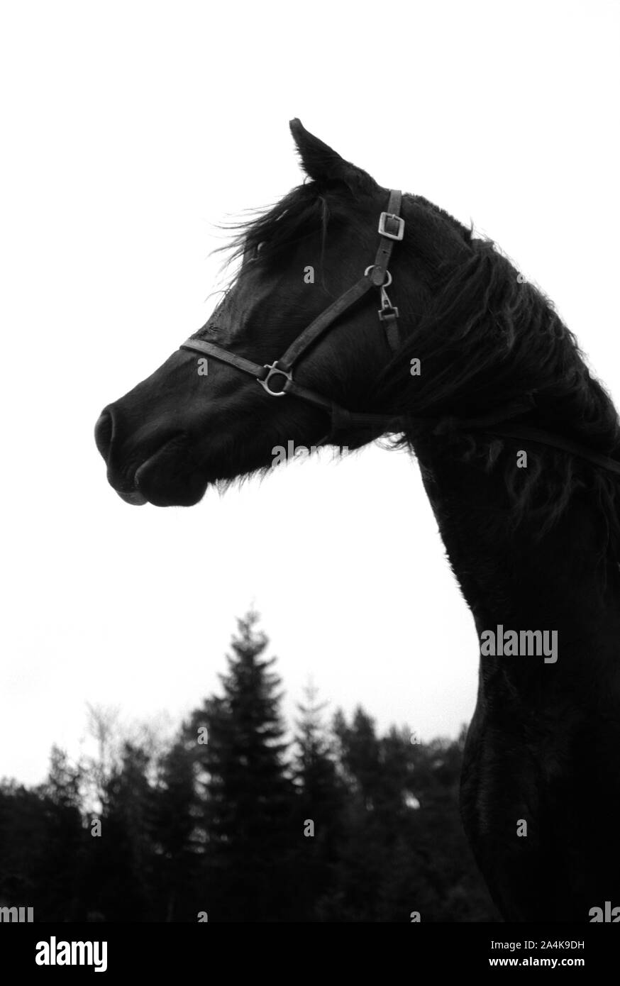 Menace - mysticisme - spooky Banque D'Images