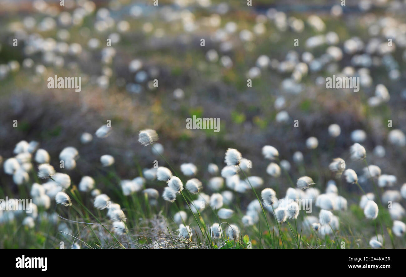 Coton tourbière - vent (Cyperaceae) Banque D'Images