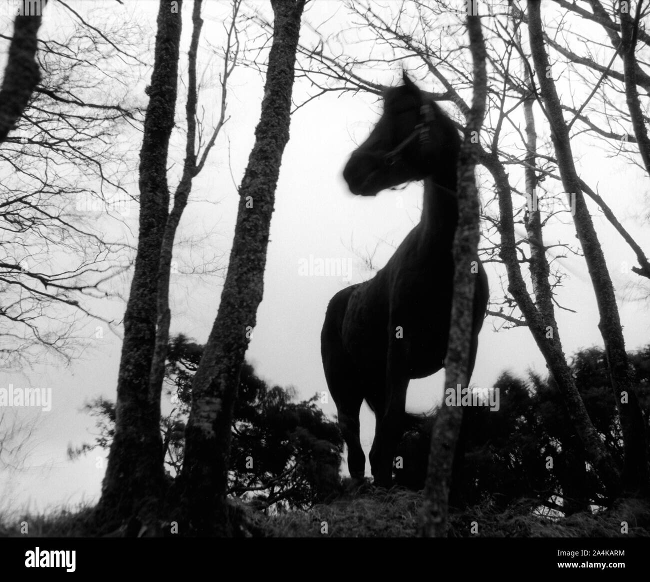 Menace - mysticisme - spooky Banque D'Images