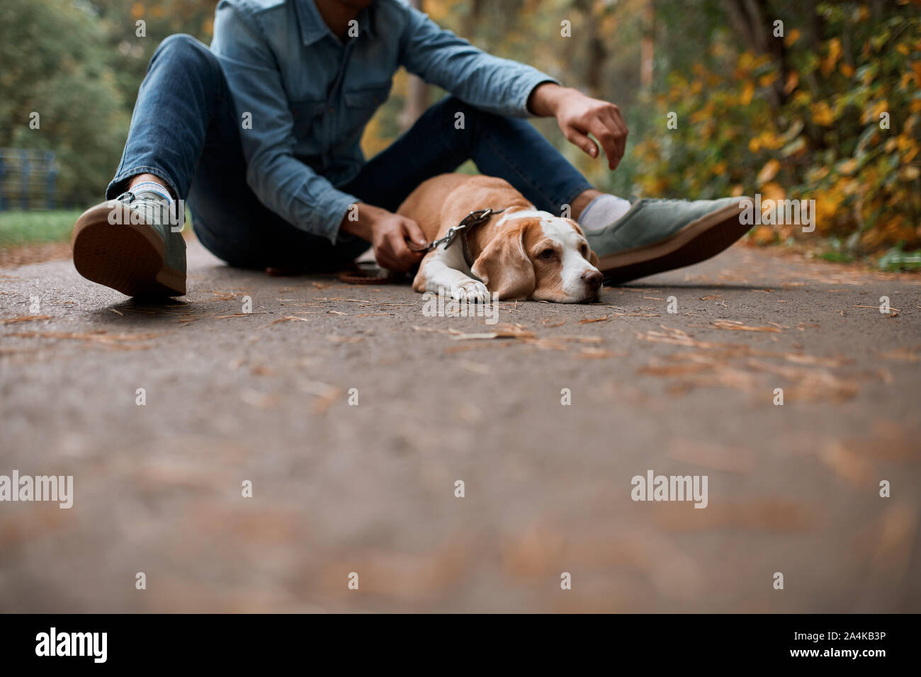 Assez malheureux chien malade allongé sur la route, ayant un reste après la marche avec l'homme propriétaire, Close up photo recadrée Banque D'Images