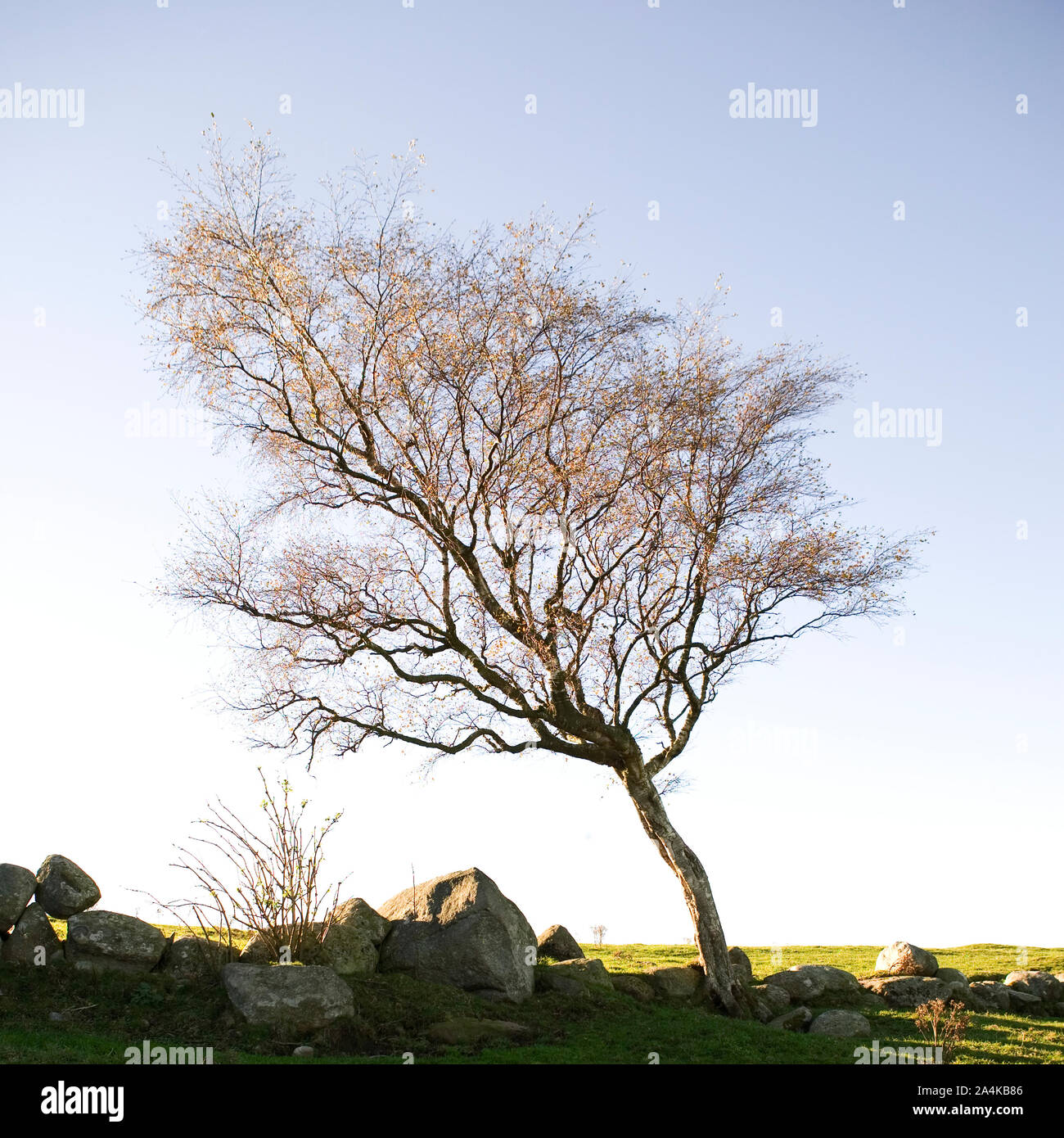 Arbre et ciel Banque D'Images