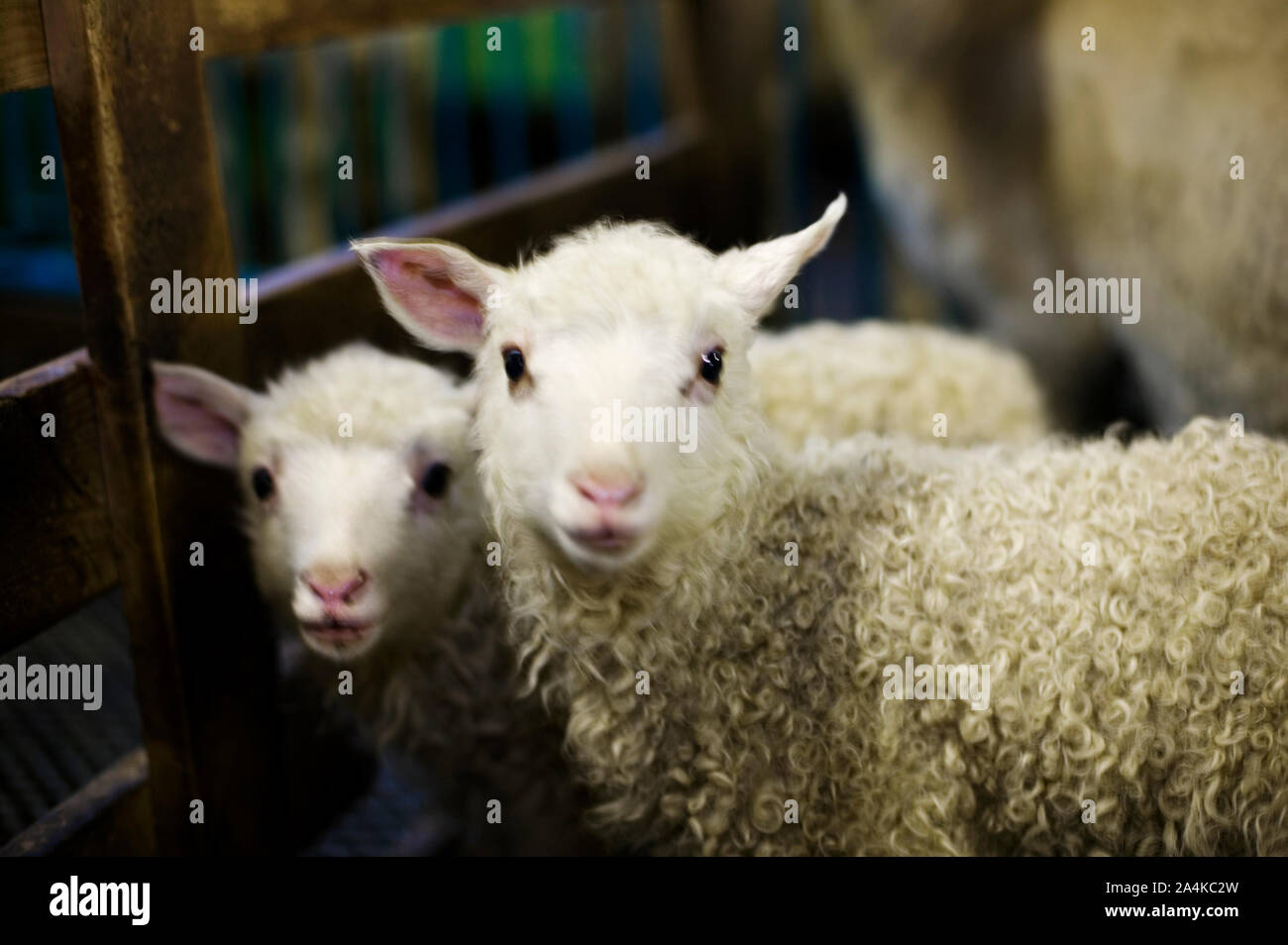Moutons en Norvège Banque D'Images