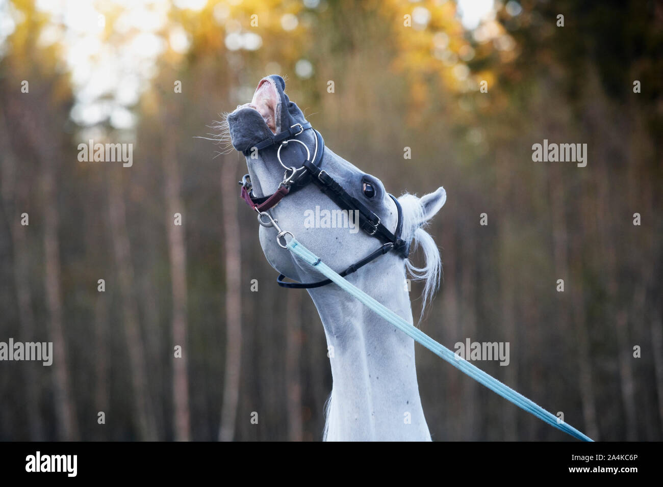 L'étalon en rut Banque D'Images
