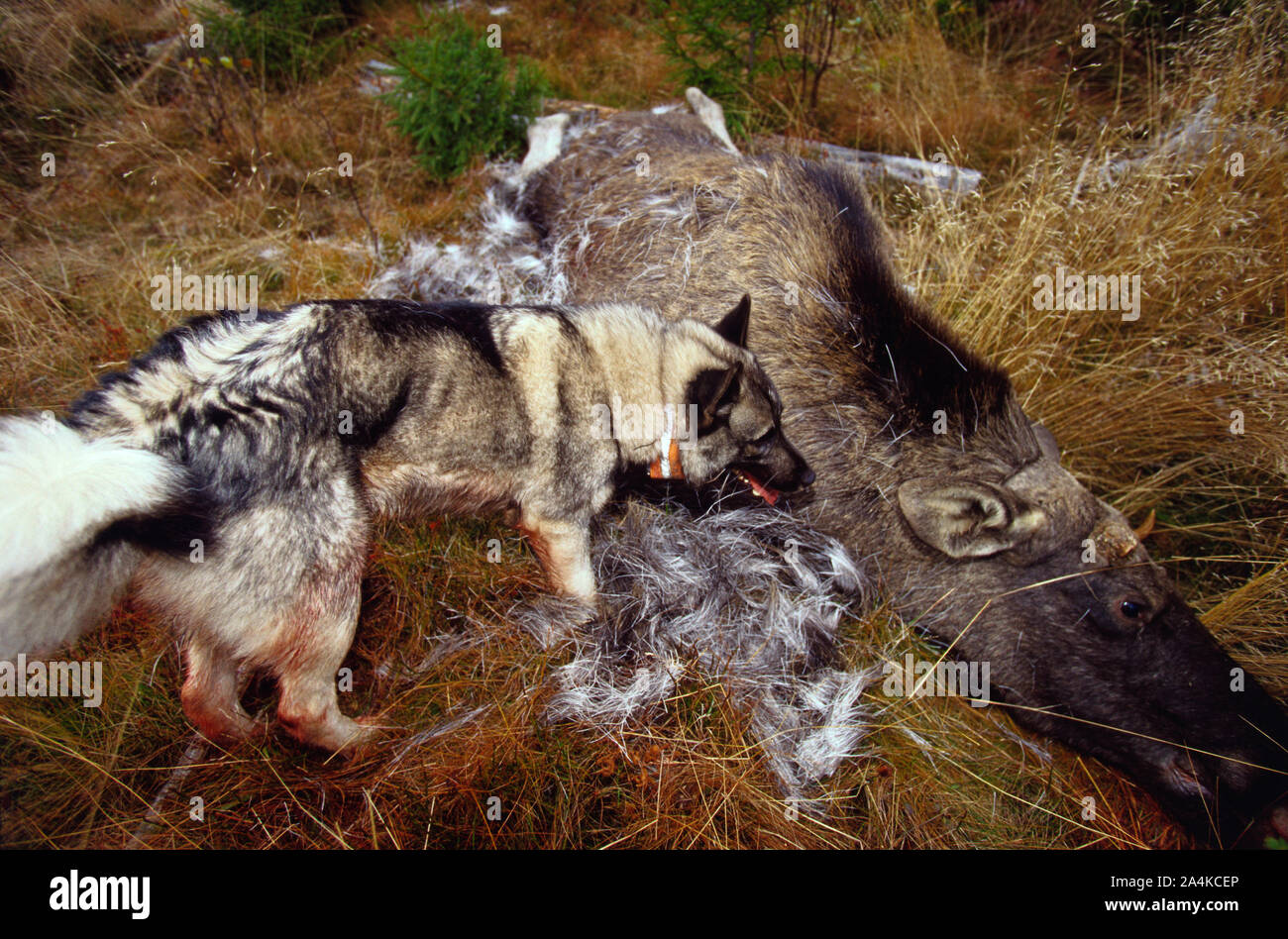 Chien de chasse article par dead le wapiti. Elkhound norvégien. Banque D'Images