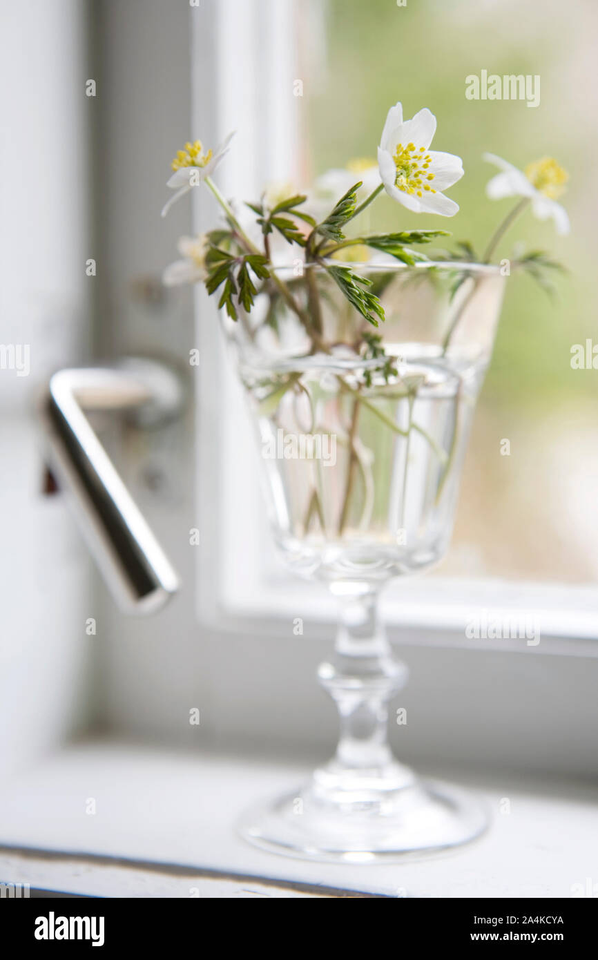 Anémones dans un vase blanc Banque D'Images