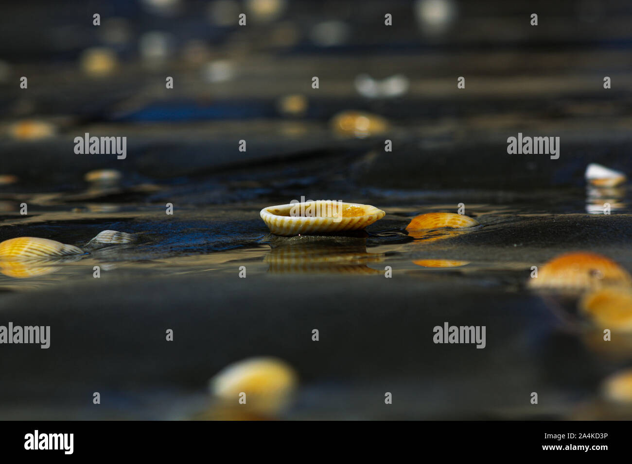 Shell sur la plage de sable noir Banque D'Images