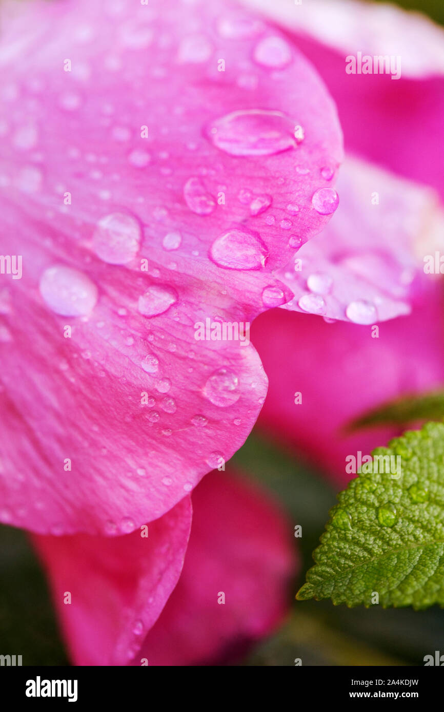 Dog rose, Briar Rose Banque D'Images