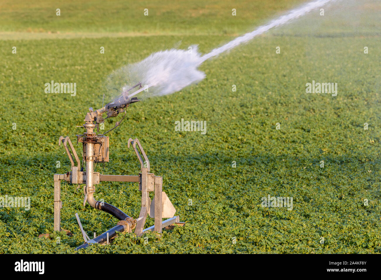 Un gicleur est en train de pulvériser l'eau sur des terres agricoles pendant une période de sécheresse. Banque D'Images