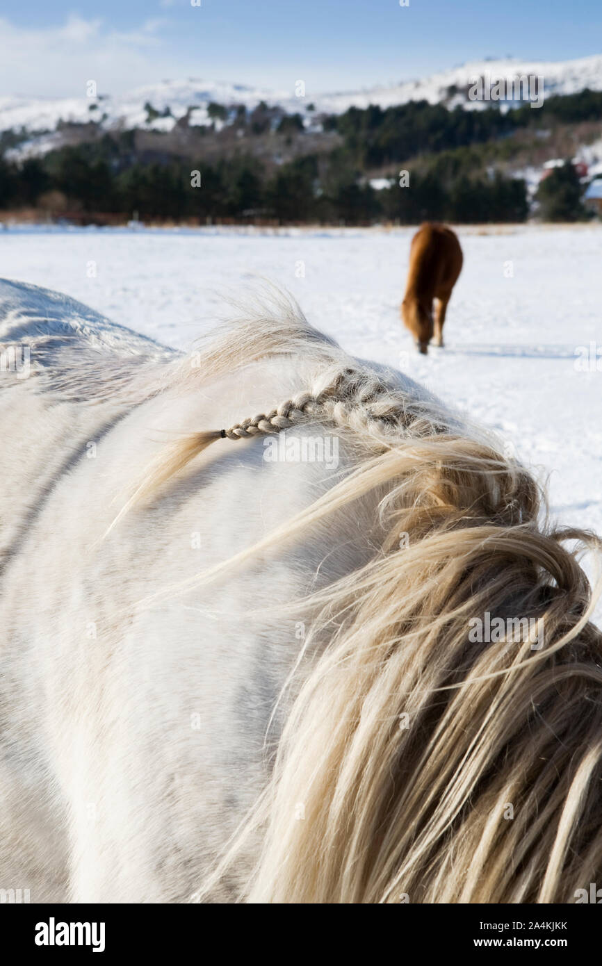 Chevaux à Vigra, Giske Banque D'Images